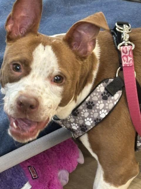 Carmela, ADOPTABLE, Young Female Boston Terrier.