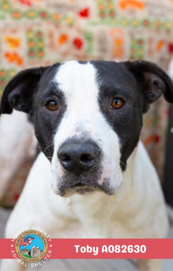 TOBY, Adoptable, Adult Male American Bulldog.