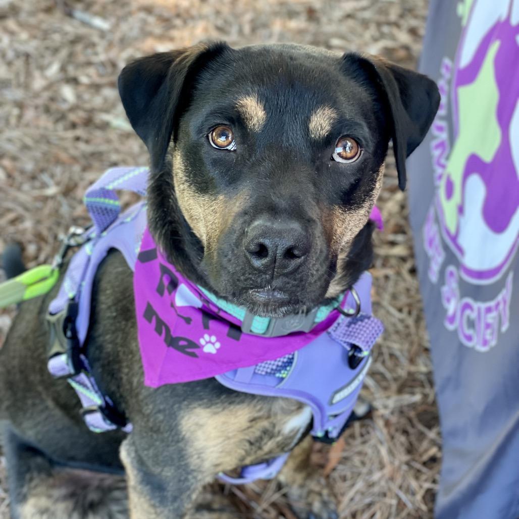 Molly, Adoptable, Adult Female Pit Bull Terrier & Shepherd.