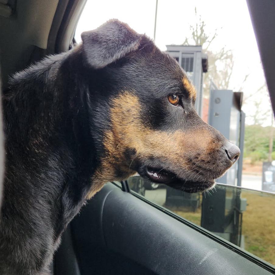 Molly, Adoptable, Adult Female Pit Bull Terrier & Shepherd.