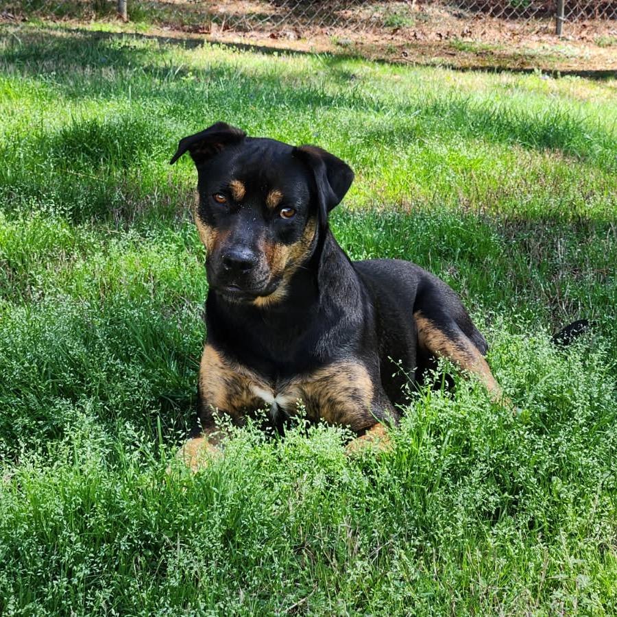 Enlarge Molly, a Adoptable mixed breed in Fayetteville, GA image 2/6
