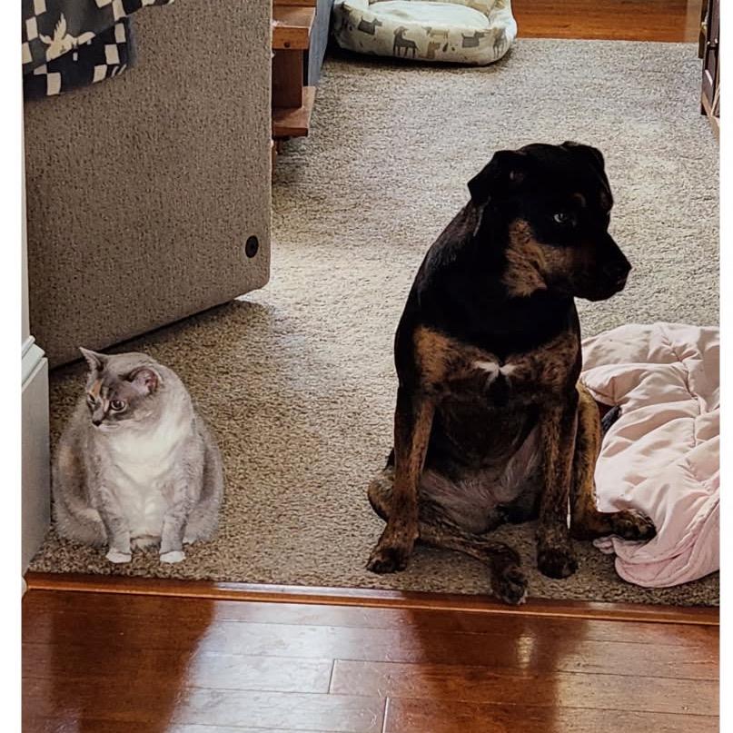 Enlarge Molly, a Adoptable mixed breed in Fayetteville, GA image 3/6