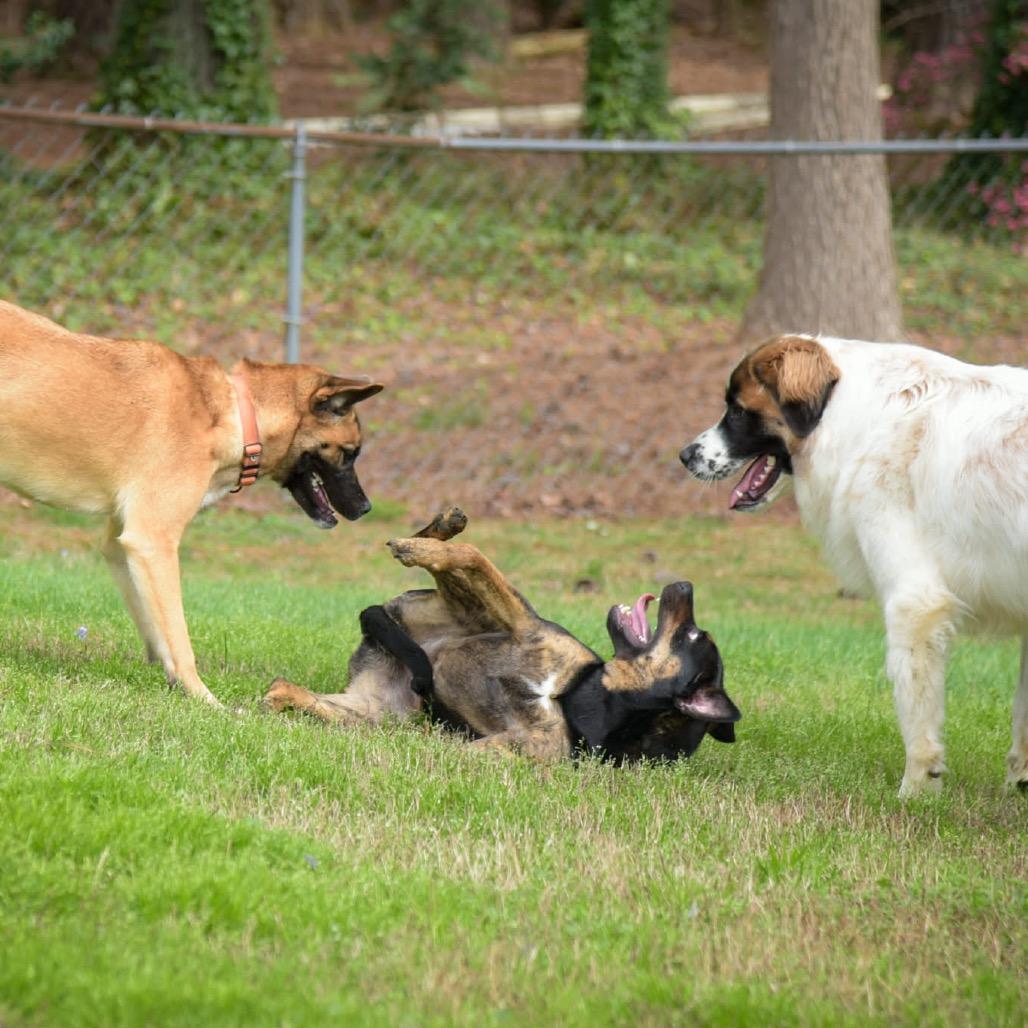 Molly, a Adoptable mixed breed in Fayetteville, GA image 3/6