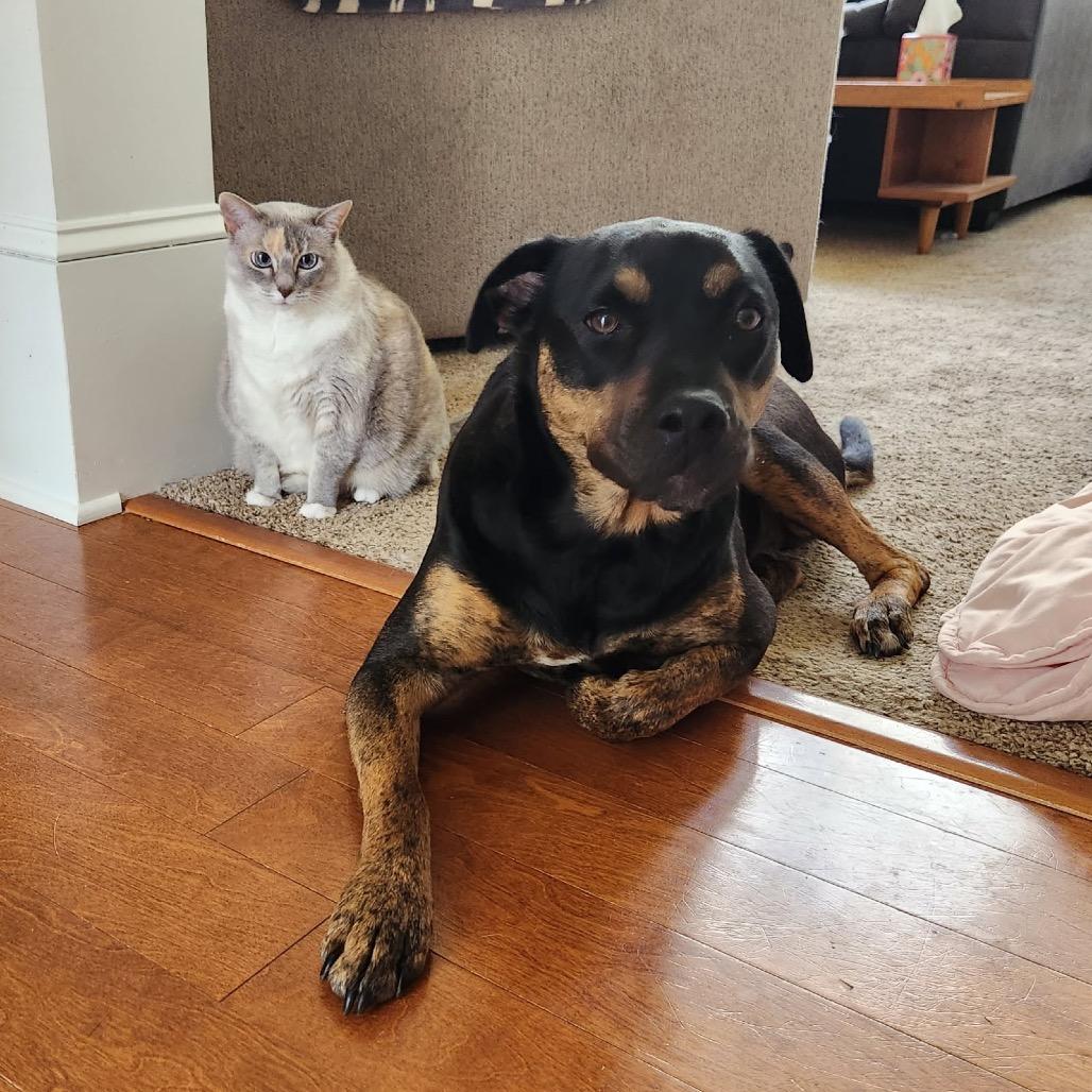 Enlarge Molly, a Adoptable mixed breed in Fayetteville, GA image 4/6