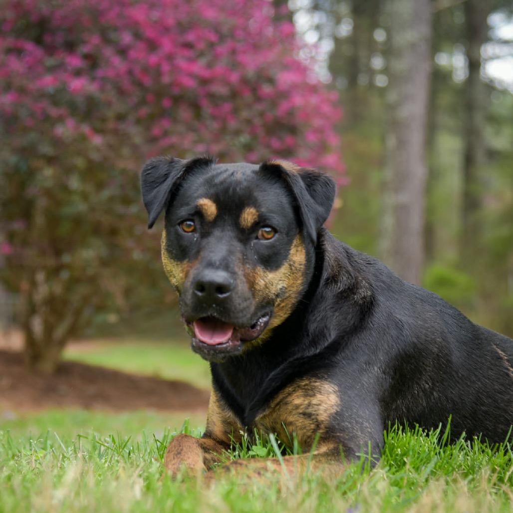 Enlarge Molly, a Adoptable mixed breed in Fayetteville, GA image 5/6