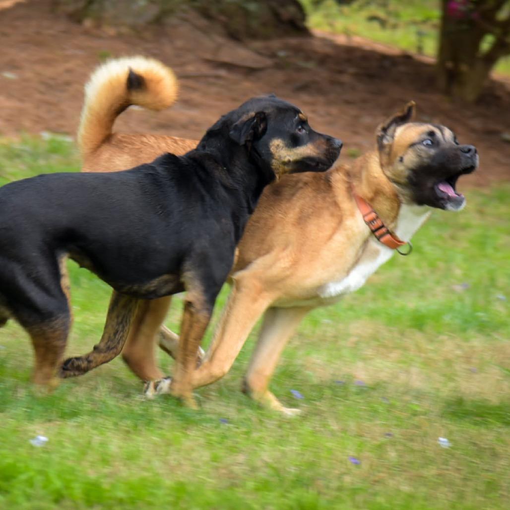Enlarge Molly, a Adoptable mixed breed in Fayetteville, GA image 6/6