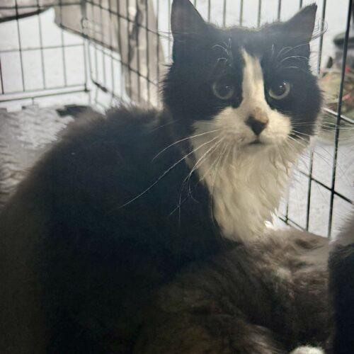 Guy, Adoptable, Young Male Domestic Medium Hair.