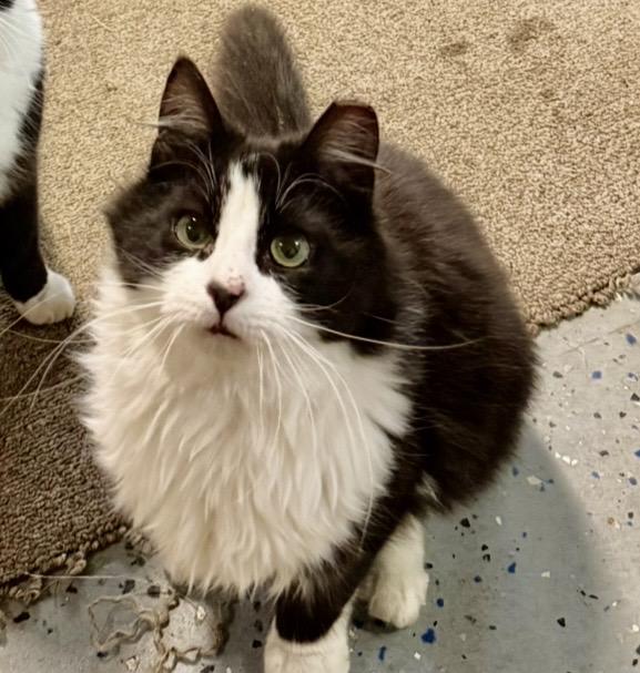 Enlarge Guy, a Adoptable Domestic Medium Hair in Seven Valleys, PA image 2/2