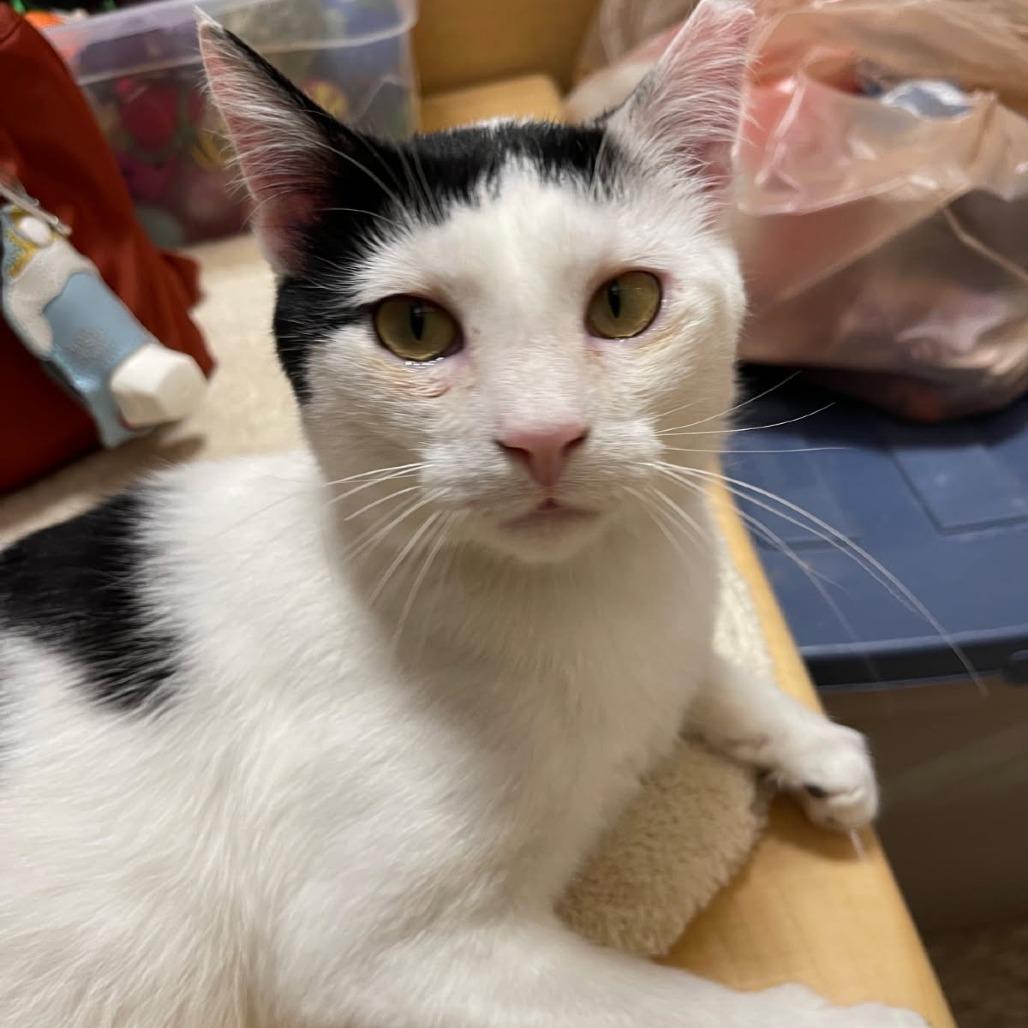 SAF Newton, Adoptable, Young Male Domestic Short Hair.