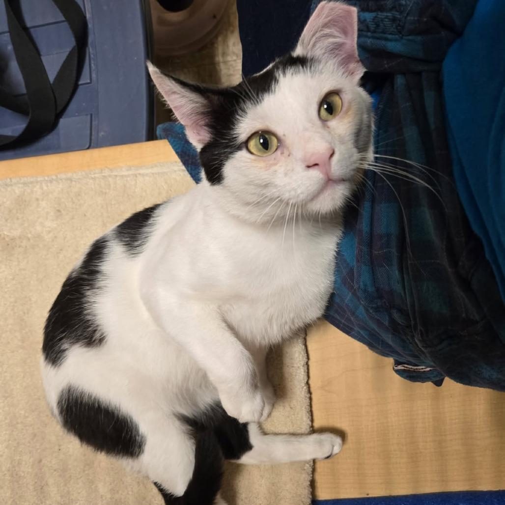 Enlarge SAF Newton, a Adoptable Domestic Short Hair in Abingdon, MD image 2/6