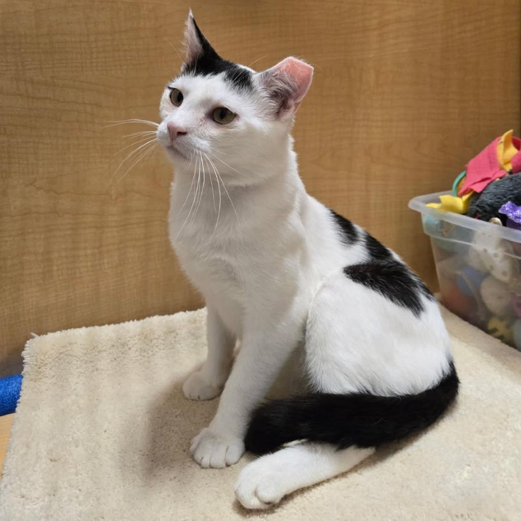 Enlarge SAF Newton, a Adoptable Domestic Short Hair in Abingdon, MD image 3/6