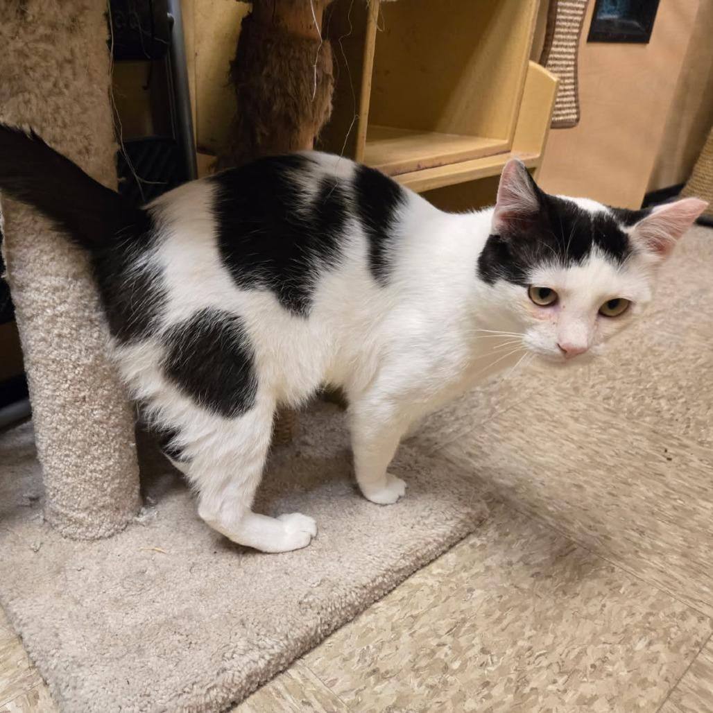 Enlarge SAF Newton, a Adoptable Domestic Short Hair in Abingdon, MD image 4/6