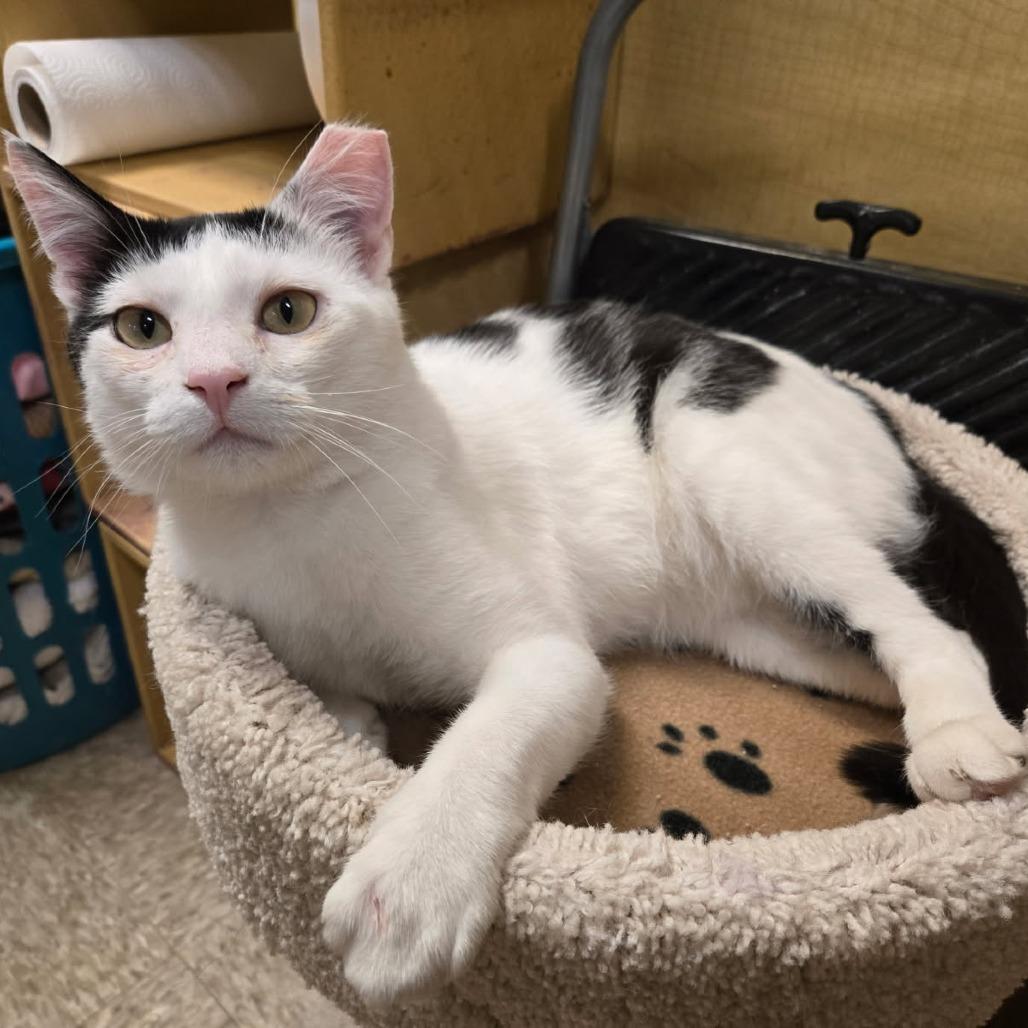 Enlarge SAF Newton, a Adoptable Domestic Short Hair in Abingdon, MD image 5/6