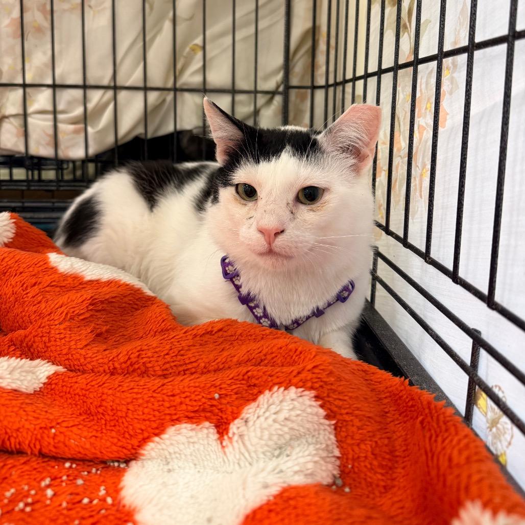 SAF Newton, Adoptable, Young Male Domestic Short Hair.