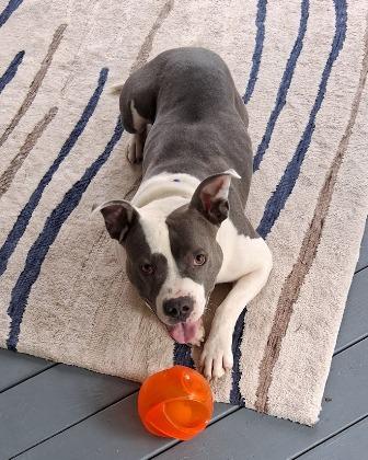 Buddy (on medical leave), an adoptable mixed breed in West Milton, OH image 2/4