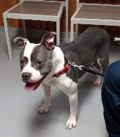 Enlarge Bubby, a ADOPTABLE American Bulldog in West Milton, OH image 4/4