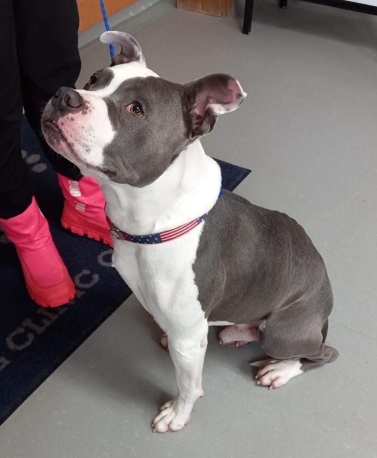 Enlarge Bubby, a ADOPTABLE American Bulldog in West Milton, OH image 3/4