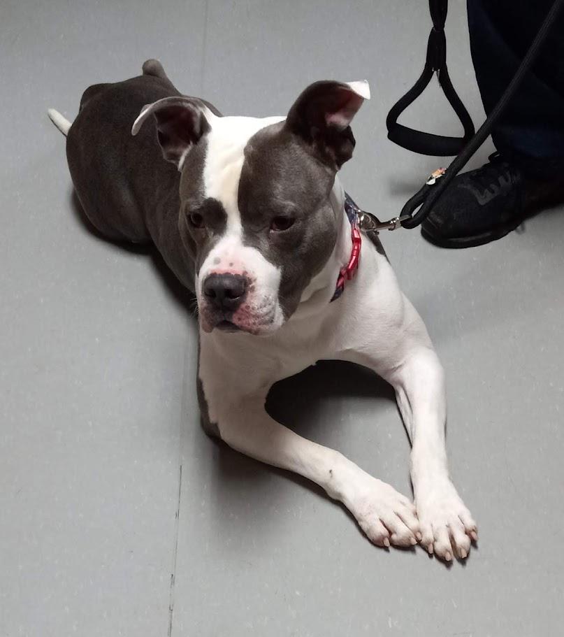 Enlarge Bubby, a ADOPTABLE American Bulldog in West Milton, OH image 1/4