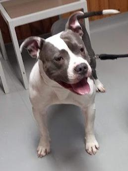 Enlarge Bubby, a ADOPTABLE American Bulldog in West Milton, OH image 2/4
