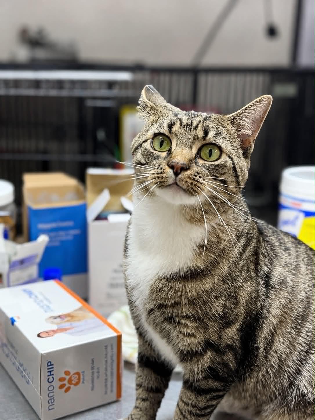 Enlarge Sangria, a Adoptable Domestic Short Hair in Rixeyville, VA image 2/3