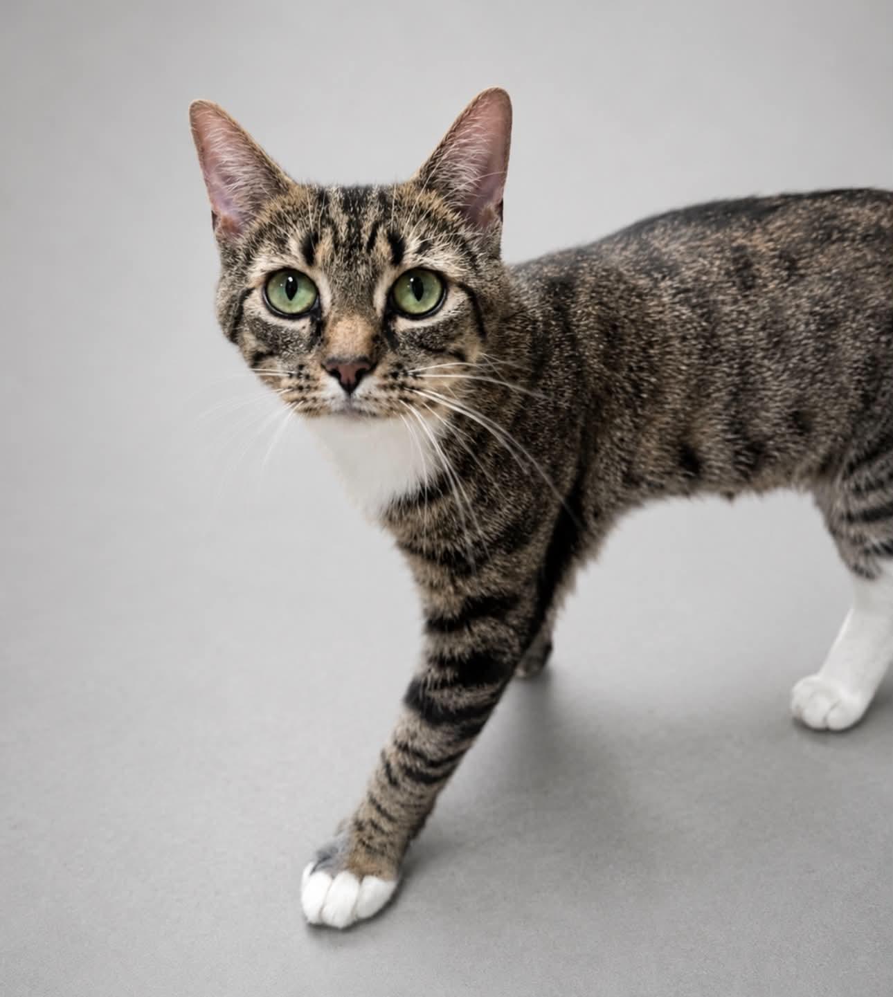 Sangria, Adoptable, Adult Female Domestic Short Hair.