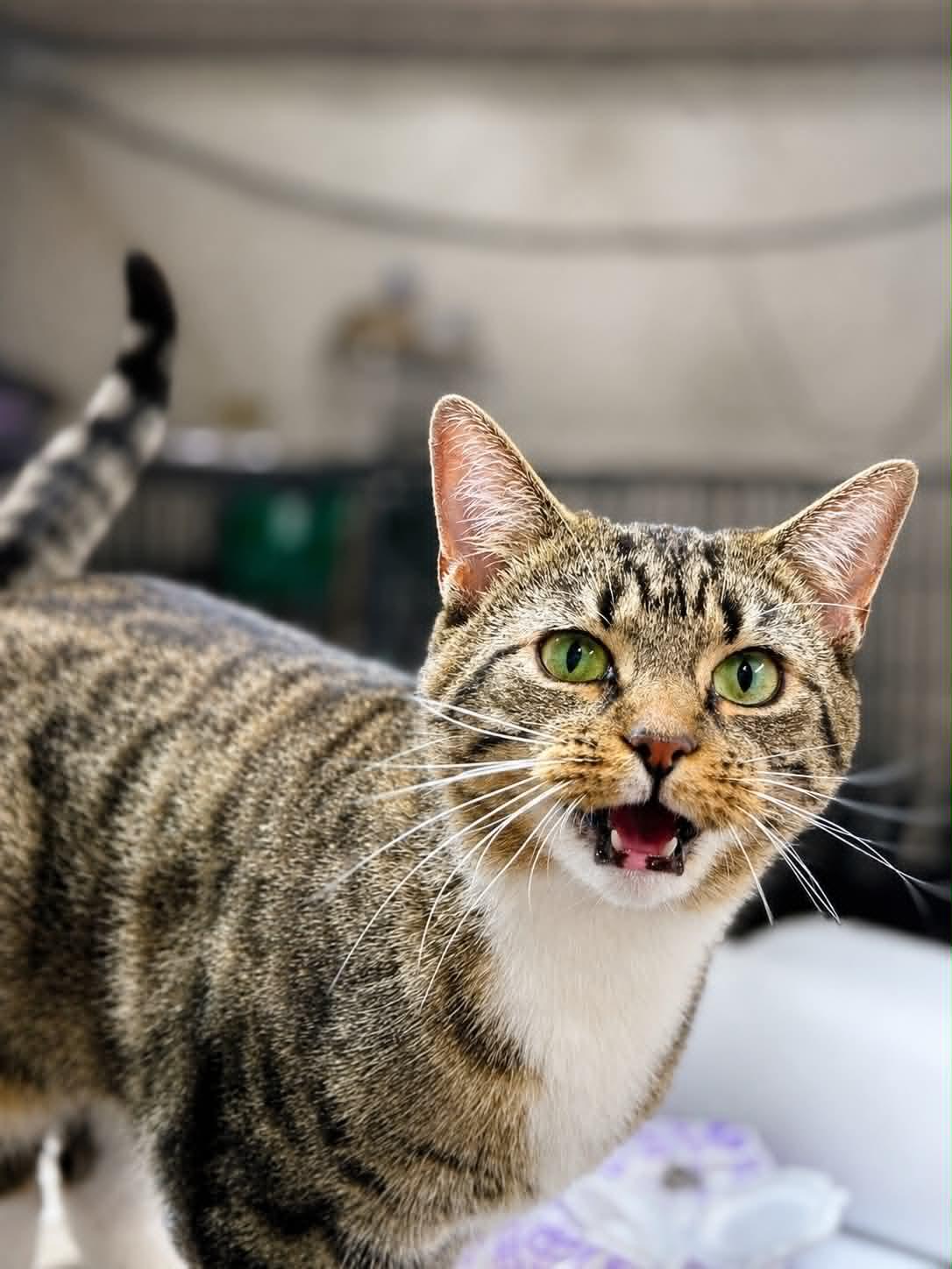 Enlarge Sangria, a Adoptable Domestic Short Hair in Rixeyville, VA image 3/3