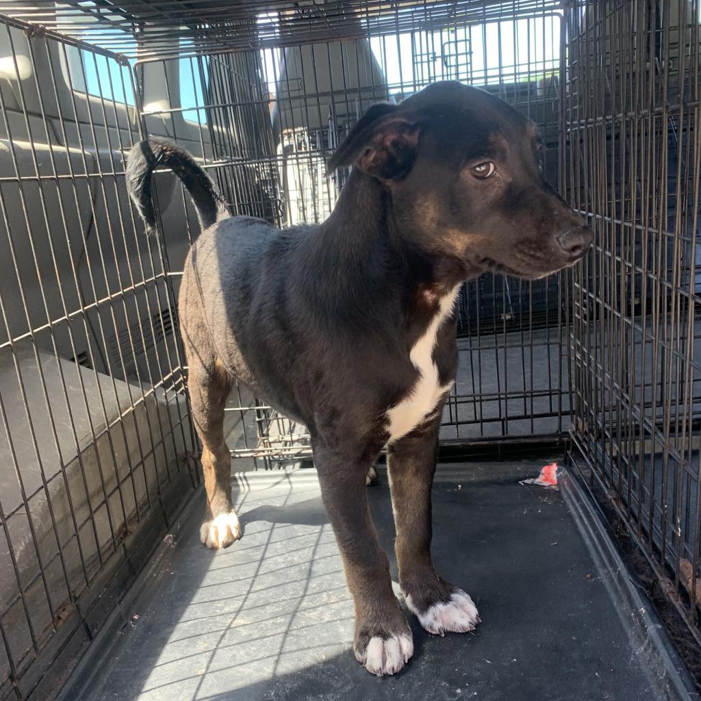 Aero, Adoptable, Adult Male German Shepherd Dog & Feist.