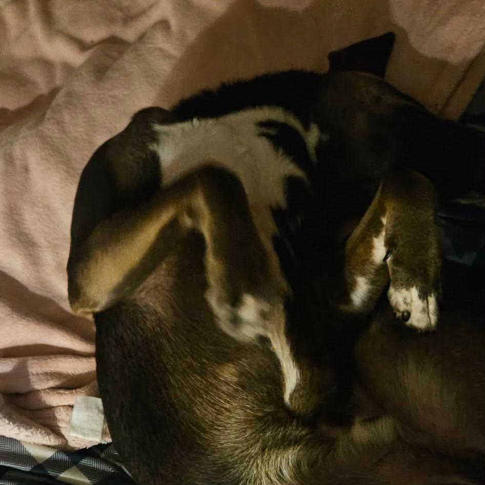 Enlarge Aero, a Adoptable mixed breed in Hohenwald, TN image 2/6