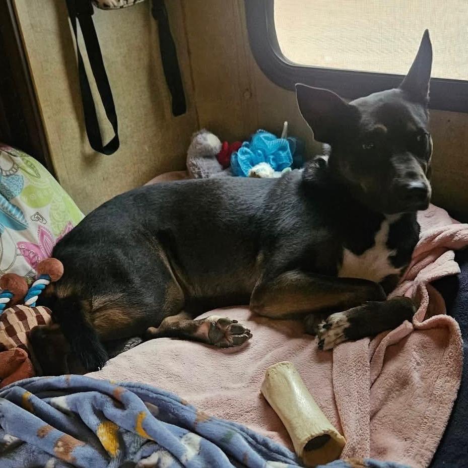 Enlarge Aero, a Adoptable mixed breed in Hohenwald, TN image 3/6