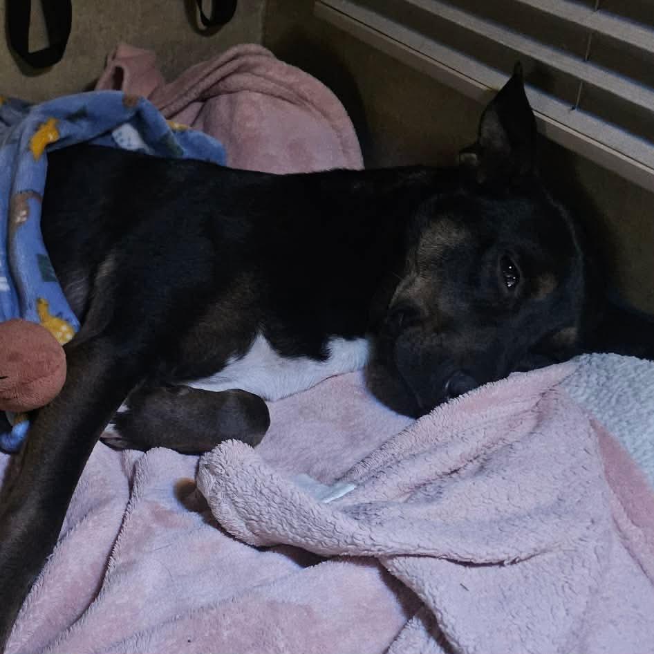 Enlarge Aero, a Adoptable mixed breed in Hohenwald, TN image 6/6