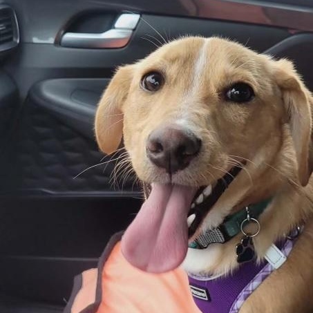 Enlarge Lucky, a Adoptable mixed breed in Pleasanton, CA image 5/5