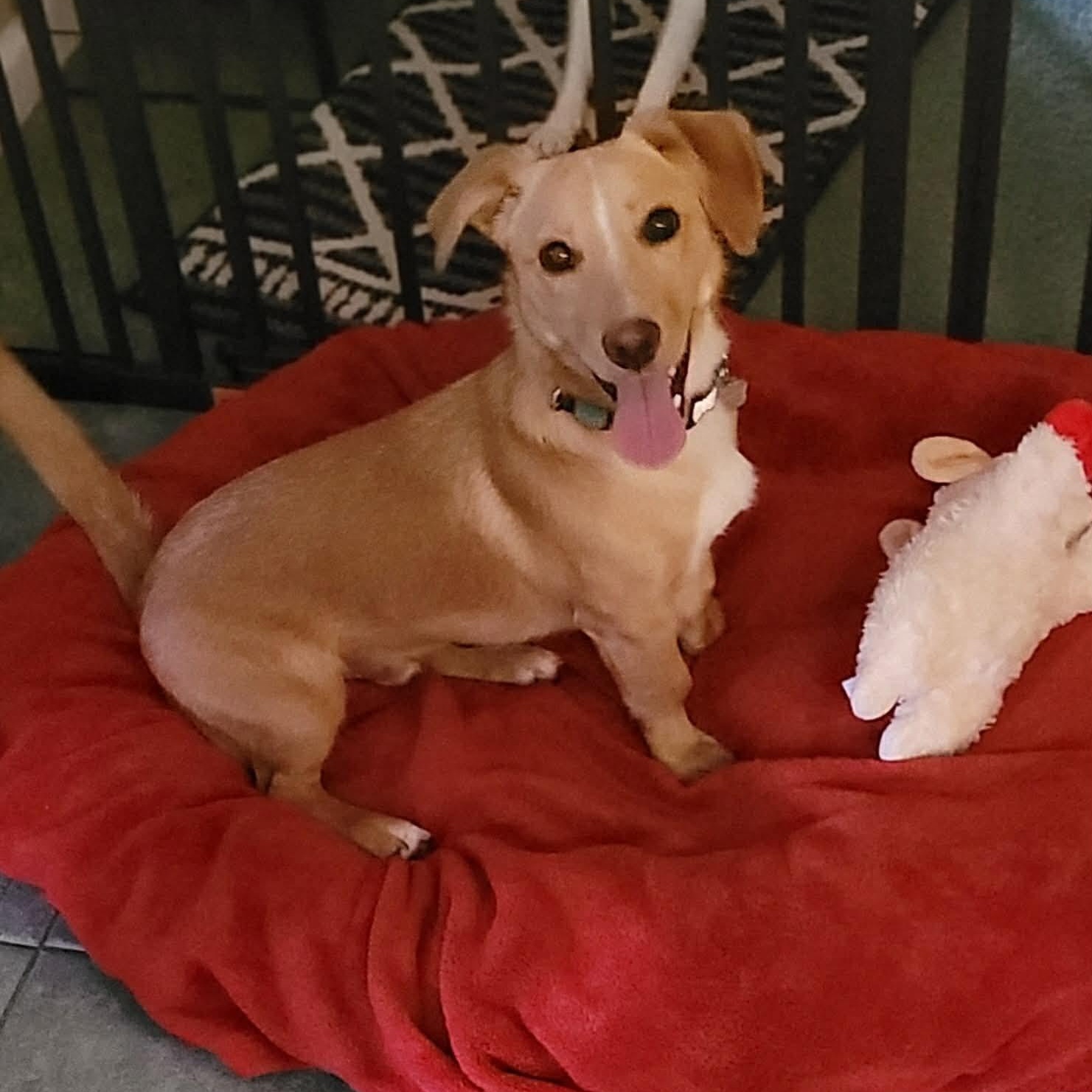 Enlarge Lucky, a Adoptable mixed breed in Pleasanton, CA image 3/5