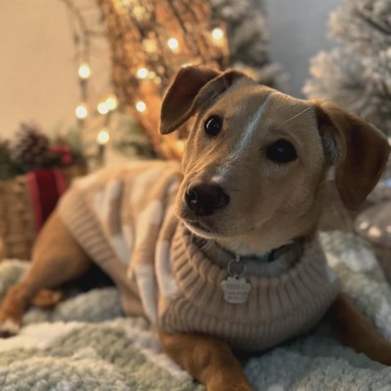 Enlarge Lucky, a Adoptable mixed breed in Pleasanton, CA image 1/5