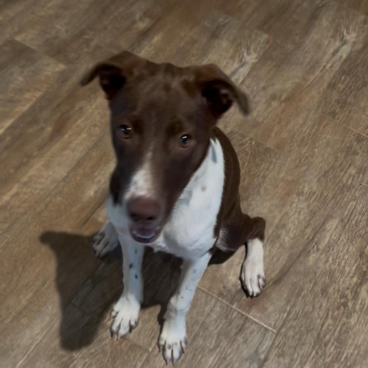 Beatrice - 35 Pound Chocolate Cutie, Adoptable, Young Female Mixed Breed.