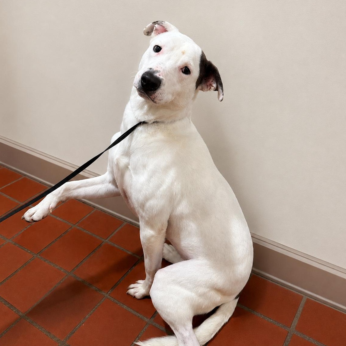 Enlarge Skip, a Adoptable mixed breed in Naperville, IL image 1/3
