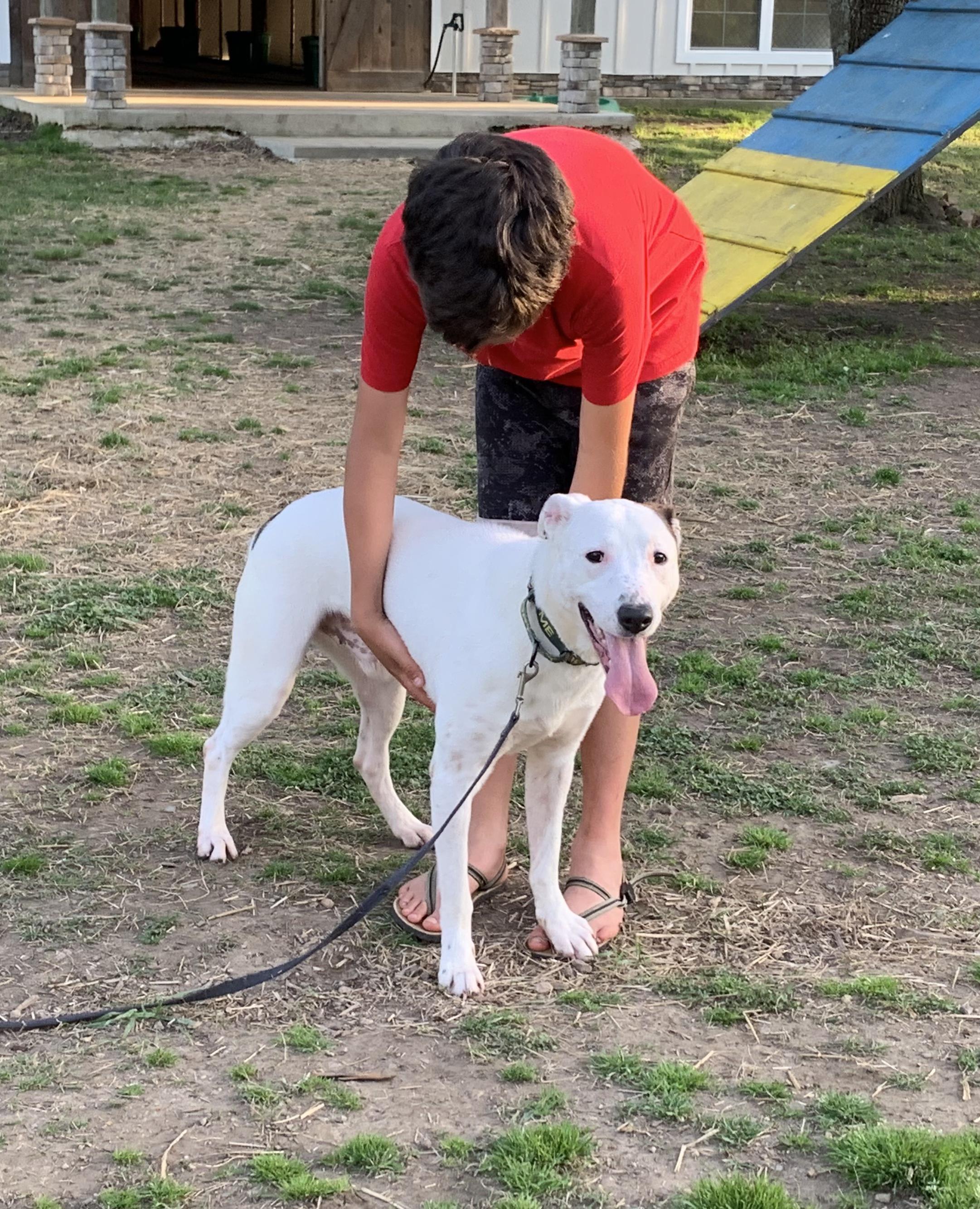 Enlarge Skip, a Adoptable mixed breed in Naperville, IL image 2/3