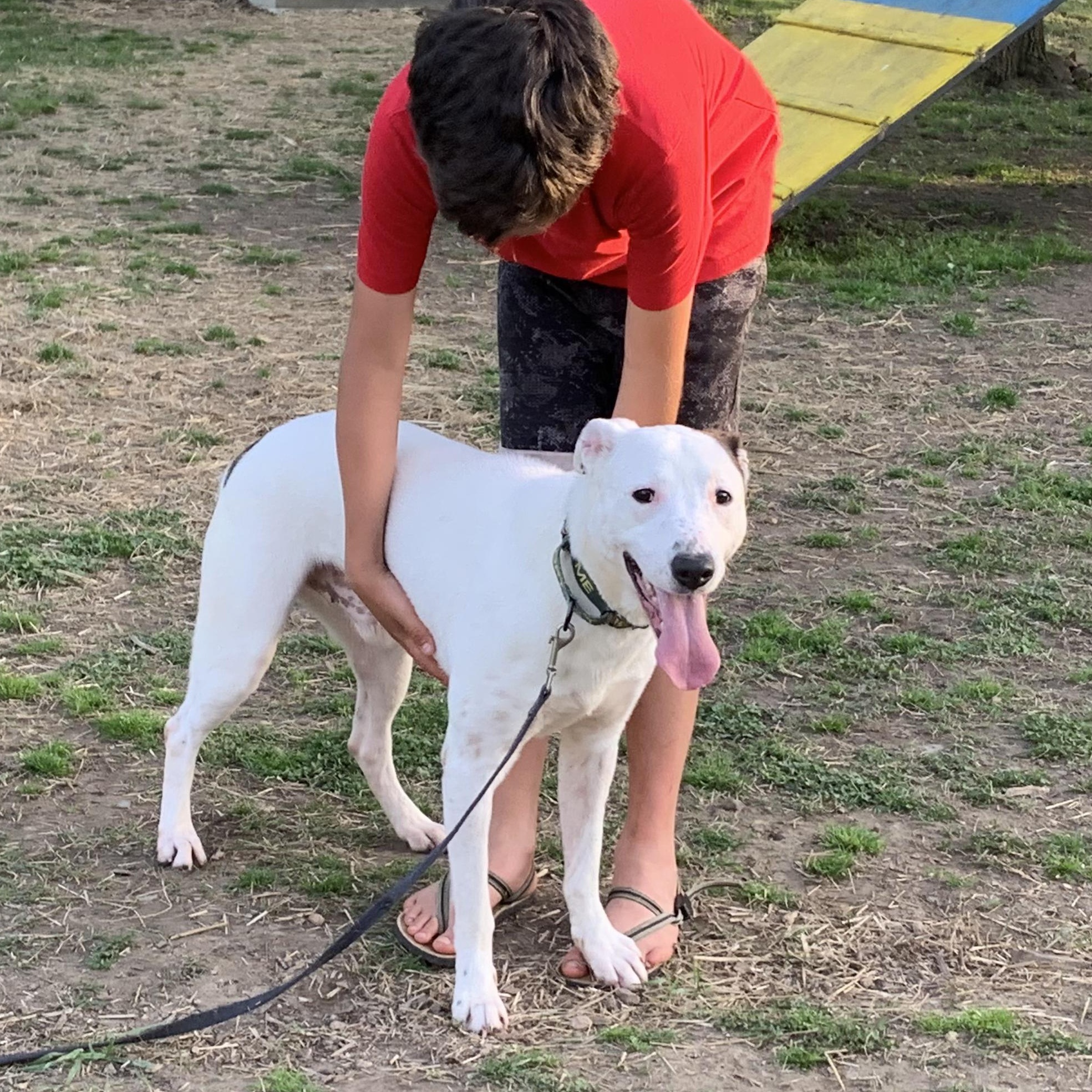 Enlarge Skip, a Adoptable mixed breed in Naperville, IL image 3/3