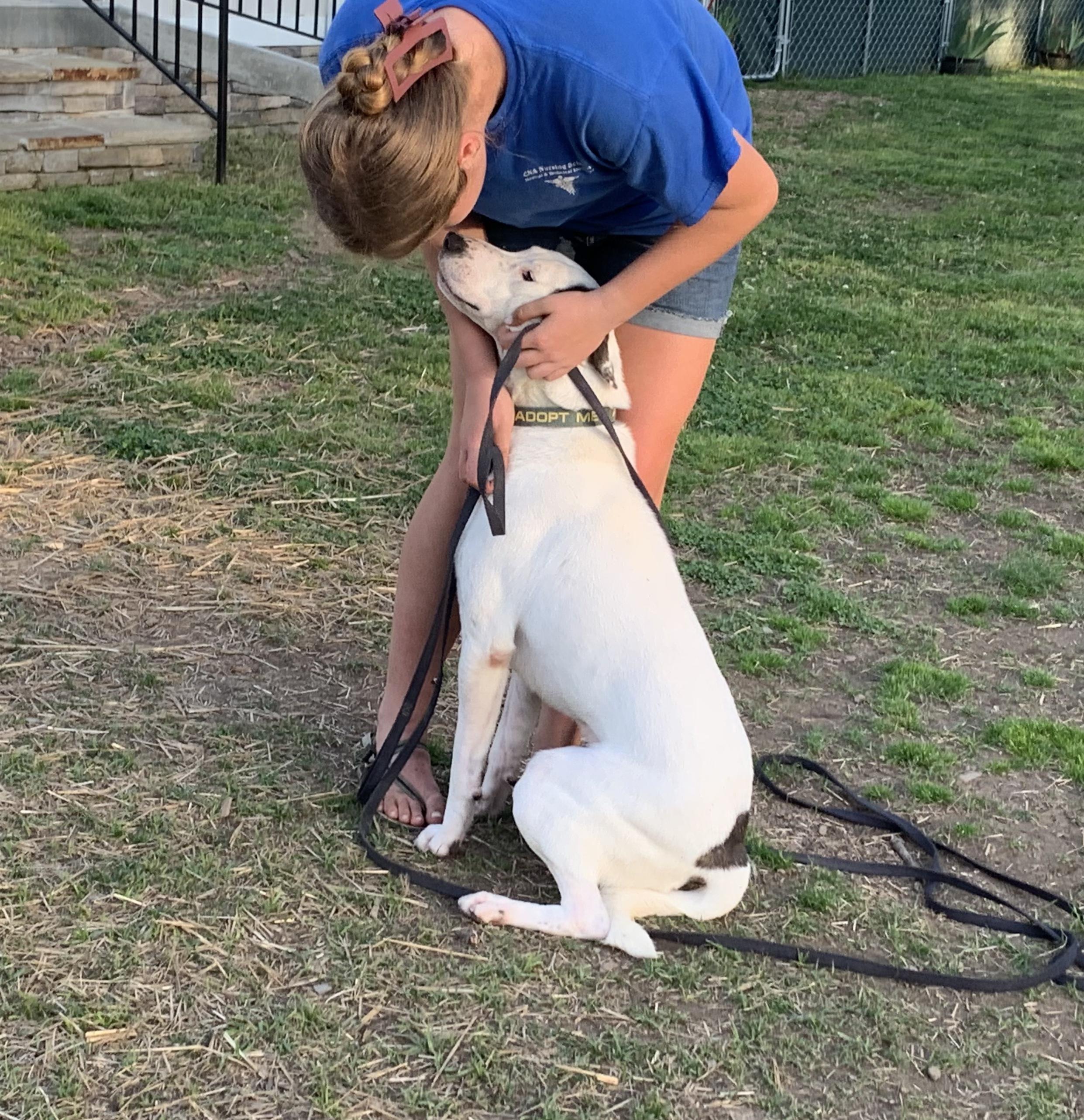 Enlarge Skip, a Adoptable mixed breed in Naperville, IL image 1/3