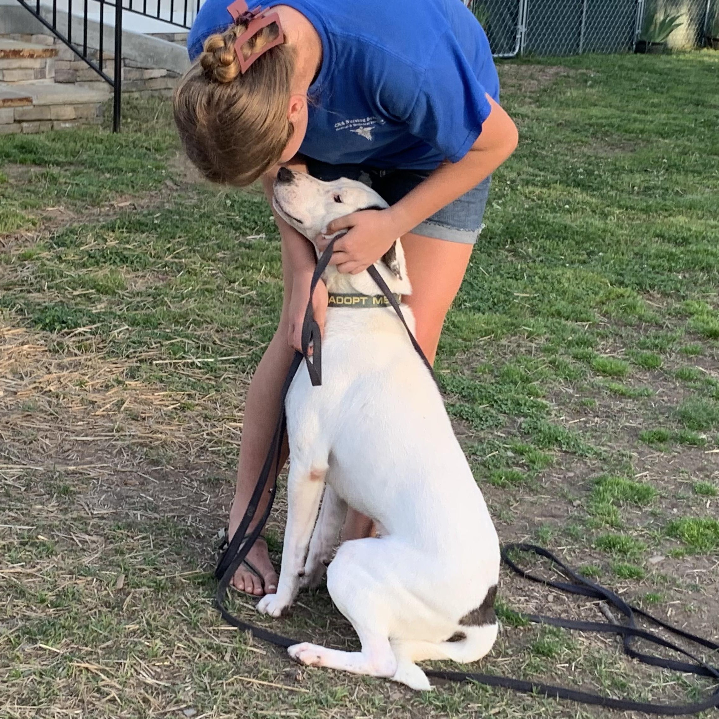 Enlarge Skip, a Adoptable mixed breed in Naperville, IL image 2/3
