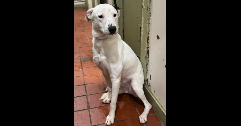 Enlarge Skip, a Adoptable mixed breed in Naperville, IL image 3/3