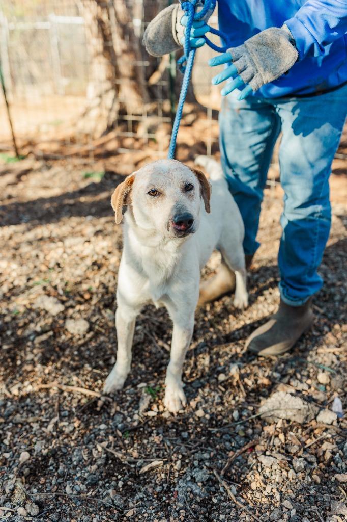 Copper, a Adoptable Cattle Dog in Lawrenceburg, TN image 2/5