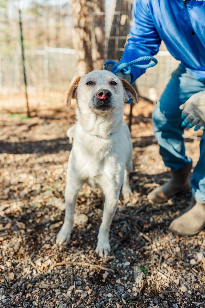 Copper, a Adoptable Cattle Dog in Lawrenceburg, TN image 3/5