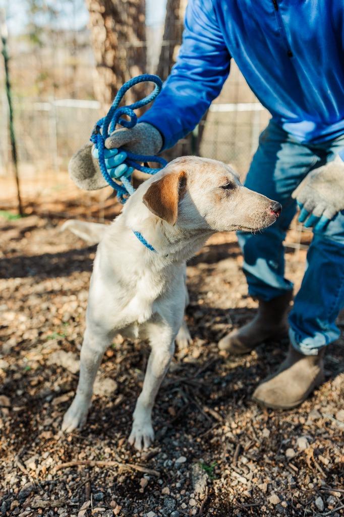 Copper, a Adoptable Cattle Dog in Lawrenceburg, TN image 4/5