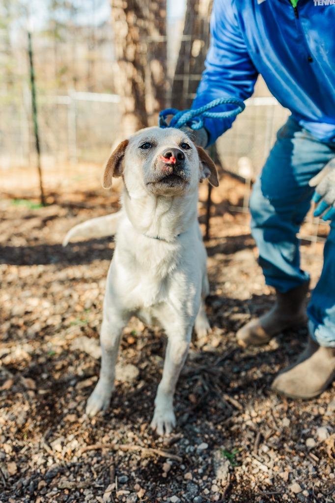 Copper, a Adoptable Cattle Dog in Lawrenceburg, TN image 5/5