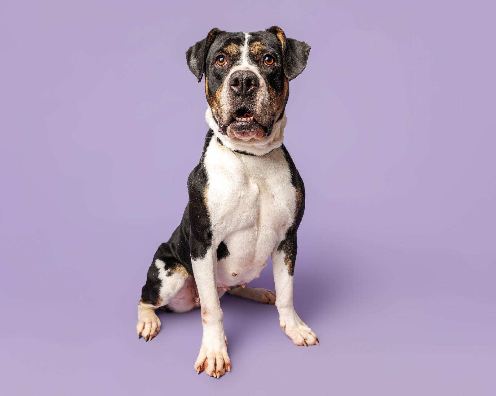 Enlarge Zoobie, a Adoptable Mixed Breed in Durham, NC image 1/1