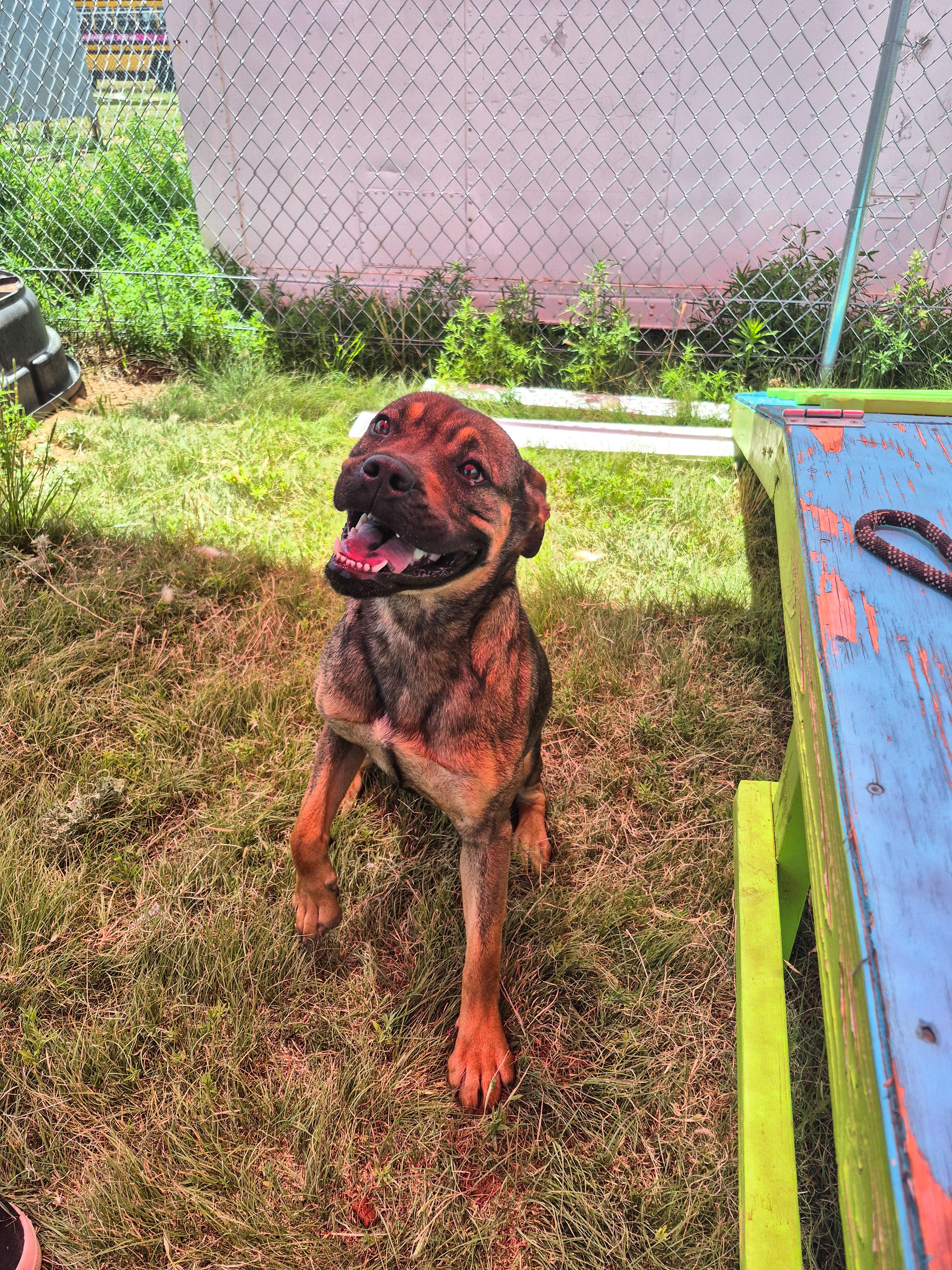 Enlarge Bailey, a Adoptable mixed breed in Canyon, TX image 1/4