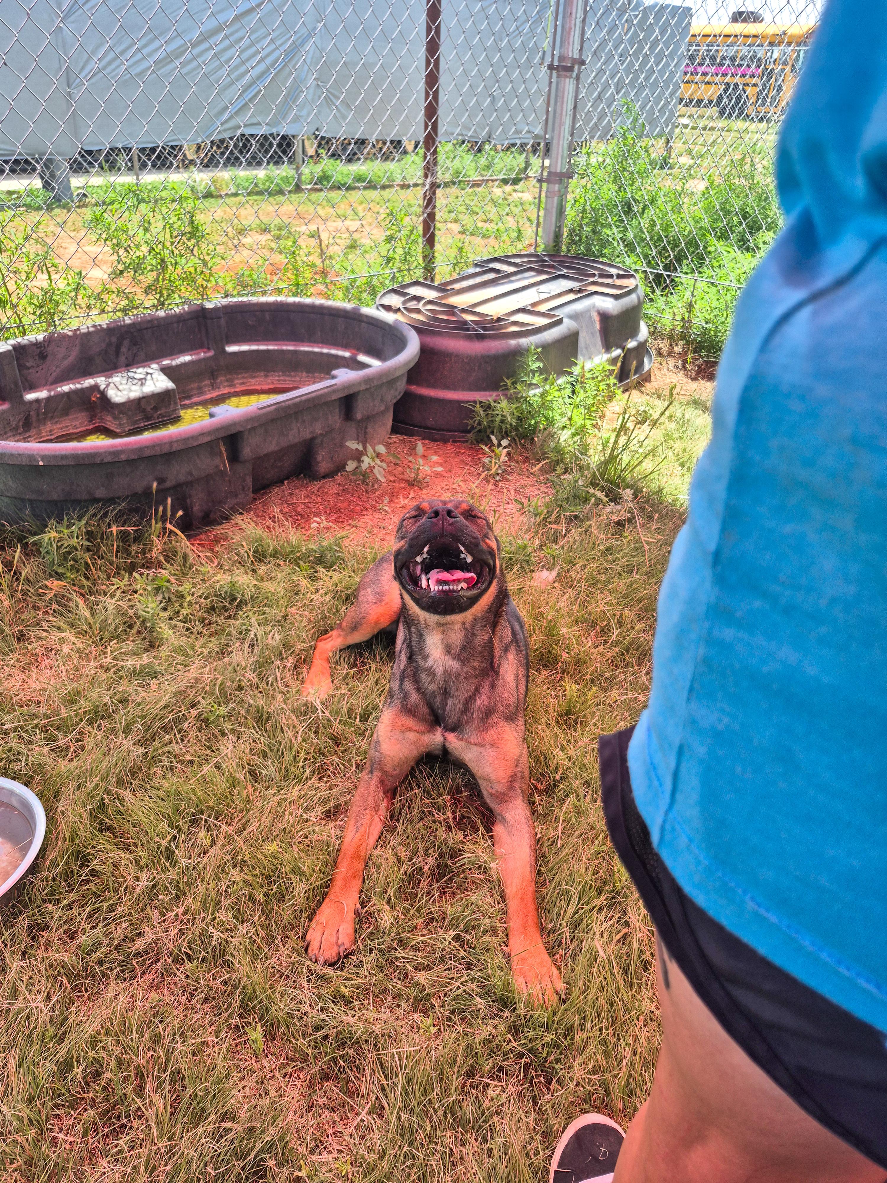 Enlarge Bailey, a Adoptable mixed breed in Canyon, TX image 2/4