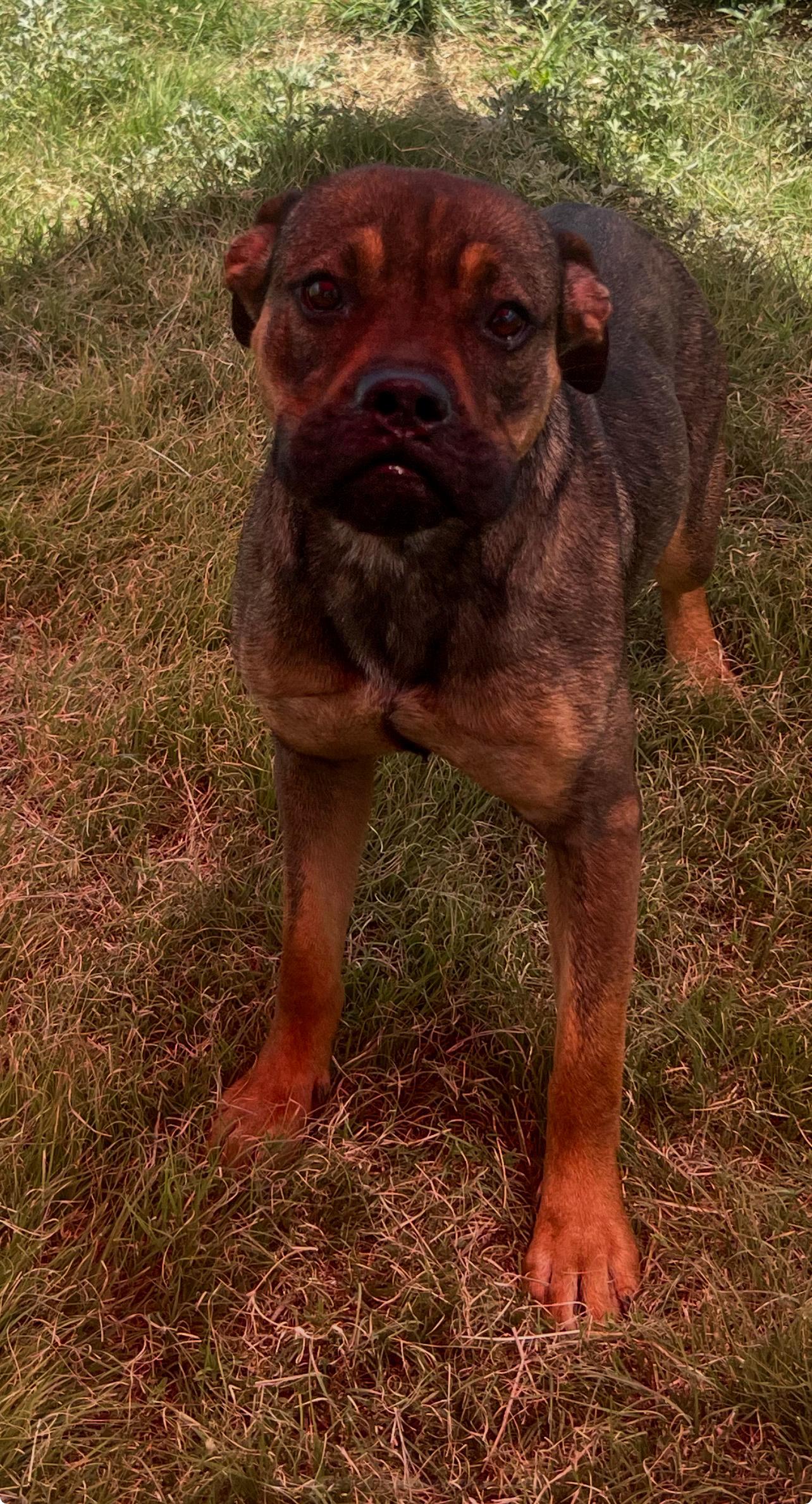 Enlarge Bailey, a Adoptable mixed breed in Canyon, TX image 4/4