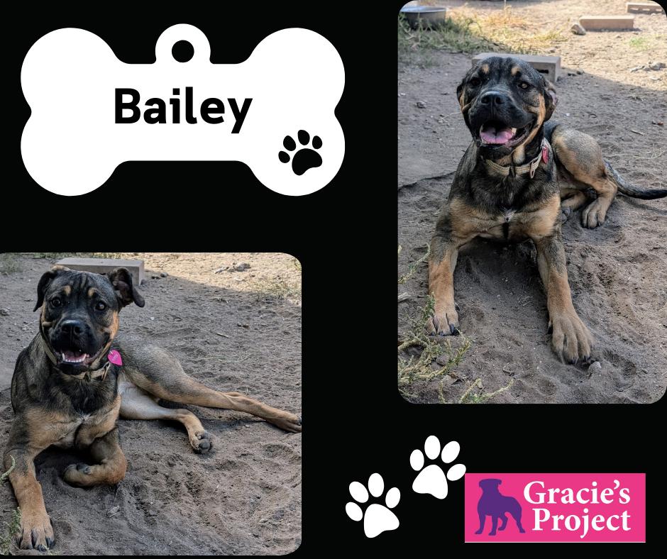Enlarge Bailey, a Adoptable mixed breed in Canyon, TX image 3/4