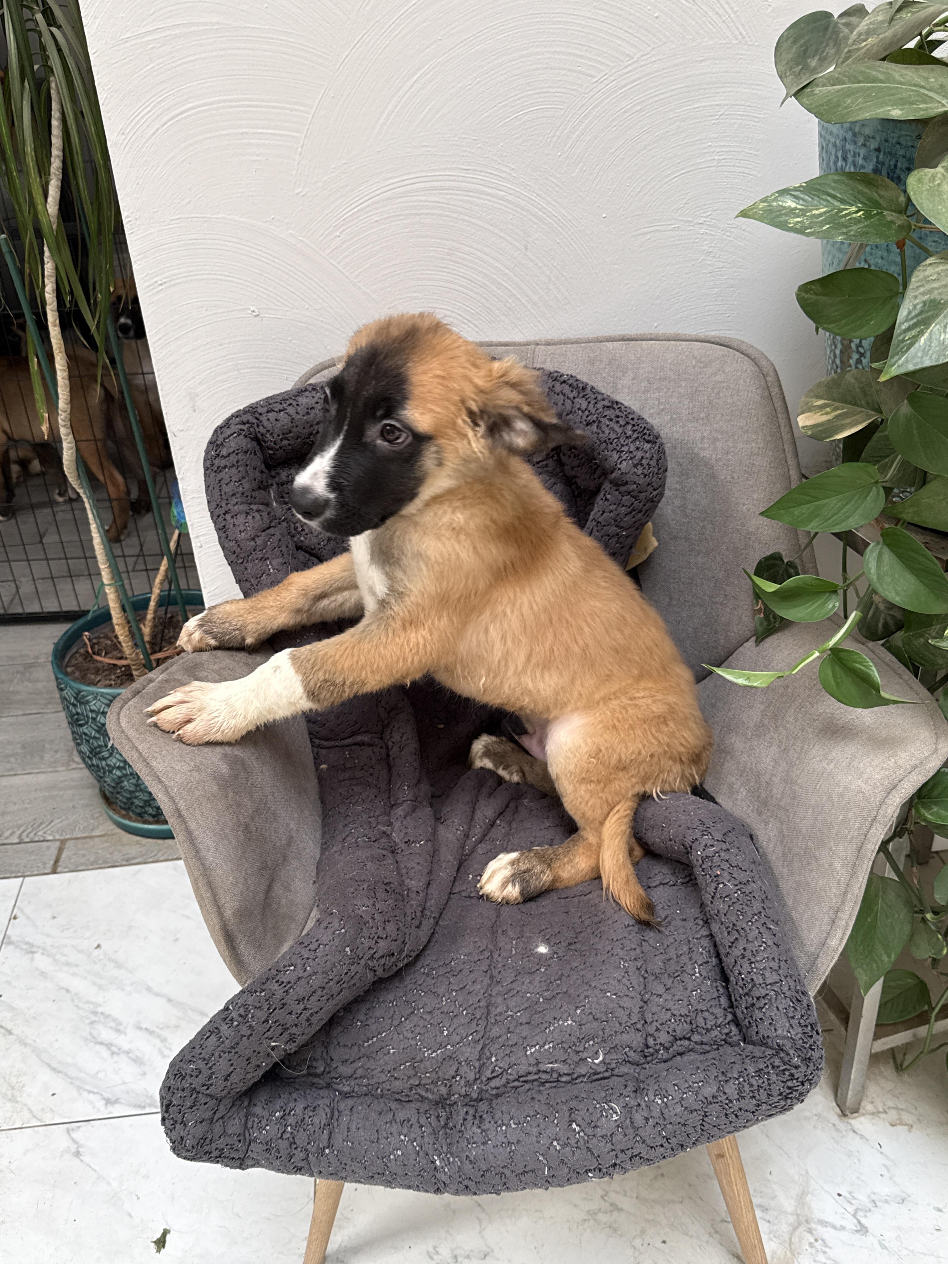 Enlarge Tigger, a Adoptable mixed breed in Bellflower, CA image 1/4